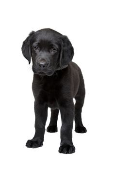 black Labrador puppy standing in front of a white background