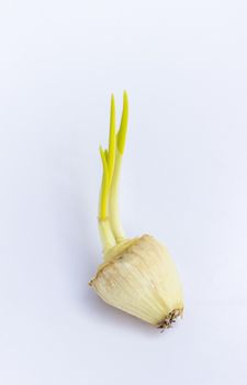 The big head onion