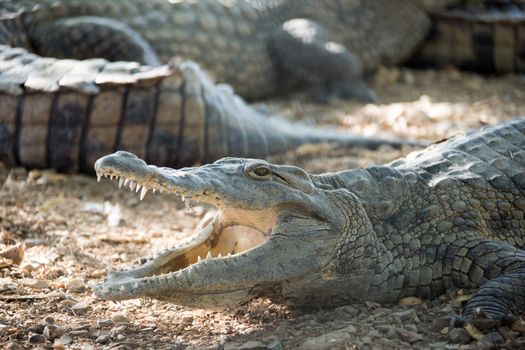 American Crocodile lies on the bank
