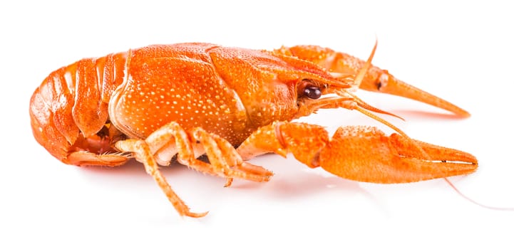 cooked crayfish close-up 
