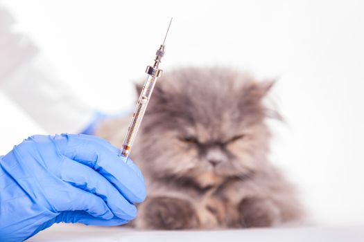 cat on admission to a veterinary clinic