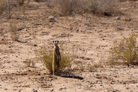 female of meerkat or suricate