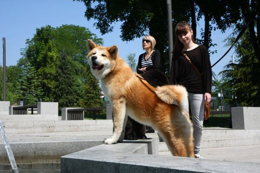Akita Inu puppy posing in front of Newfoundlander in public park