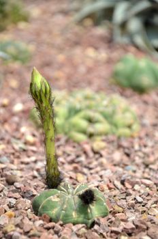 Budding Gymnocalycium cactus flower