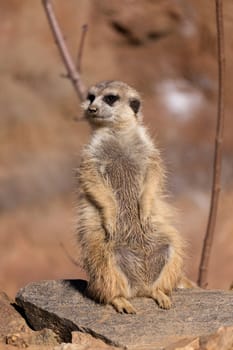 female of meerkat or suricate