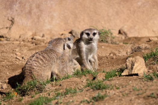 meerkat or suricate playing