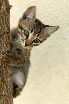 Climb cat