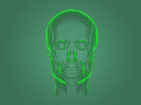 X-ray head anatomy