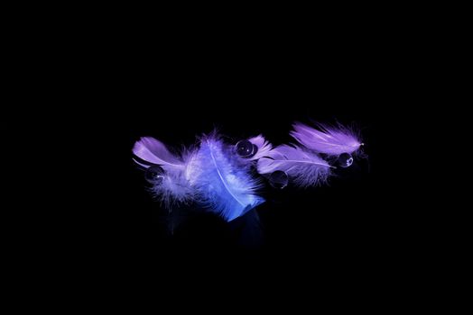 Blured  feather background