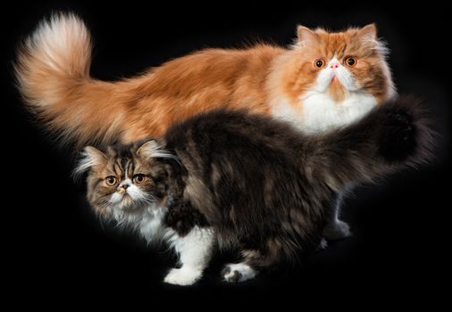 Two persian cats of different coloring