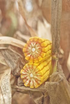 Ripe maize corn on the cob