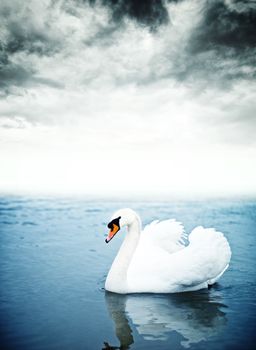 Mute swan floating on water