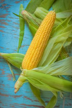 Freshly picked ear of corn, sweet maize cob