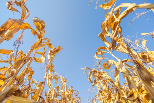 Harvest ready corn field, low angle