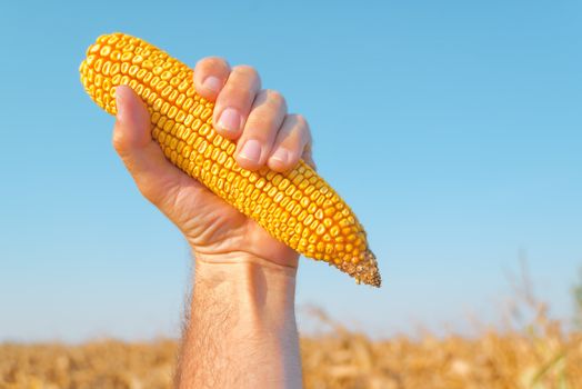 Farmer holding harvested corn cob