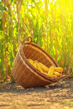 Harvested maize in wicker basket