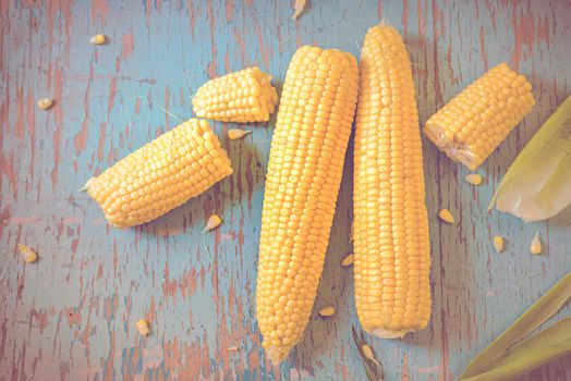 Freshly picked ear of maize, sweet corn cob