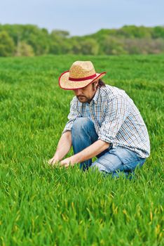 Farmer Examines and Controls Young Wheat Cultivation Field