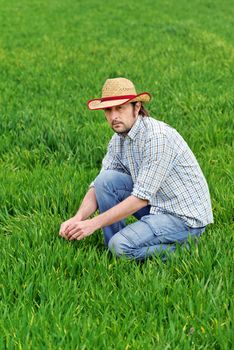 Farmer Examines and Controls Young Wheat Cultivation Field