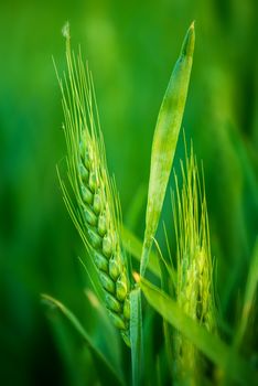 Green Wheat Head in Cultivated Agricultural Field