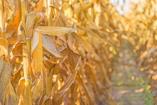 Corn cob on stalk in maize field