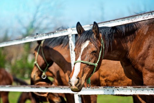 Beautiful Brown Chestnut Horses on the Animal Farm
