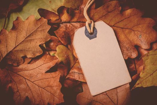 Price tag from with twine on dry autumn leaves background