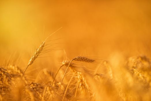 Wheat Crops in Agricultural Field