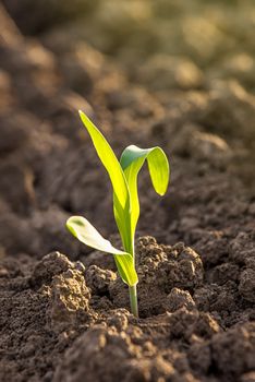 Growing Corn Seedling Sprouts in Agricultural Farm Field