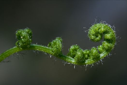 abstract fern torsion  in the spring