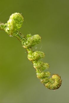 fern torsion  in the spring