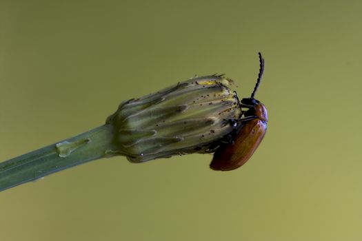 ocellata coleoptera on a flower 