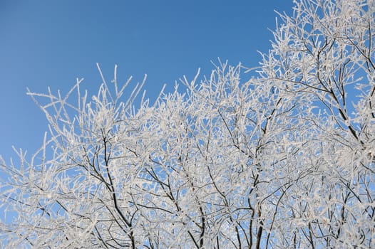 Hoar-frost on willows