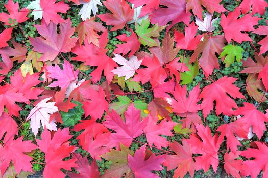 Maple Leaves Burr Ground Cover Background