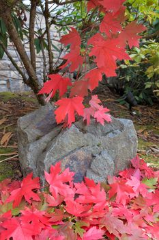 Rock under the Maple Tree Covered in Red Foliage during Fall Season in the Garden