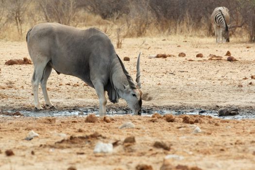 eland drinking from waterhole
