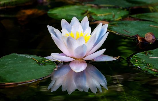 Pastel Water Lily Reflection