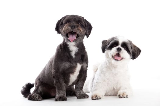 2 shi tzu dogs are looking
