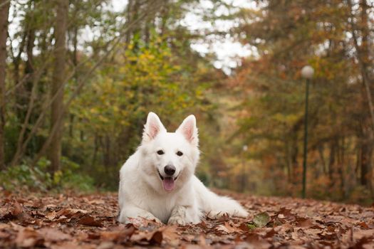 White sheppard in the forest lays down