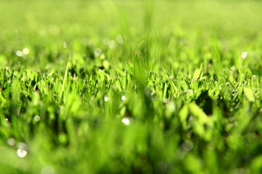 green grass background with sunlight