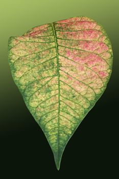 Colorful Leaf of the poinsettia