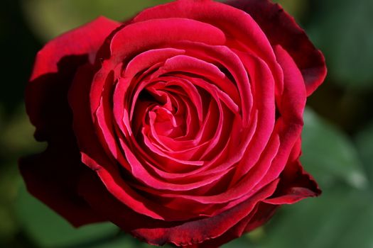 Natural red roses