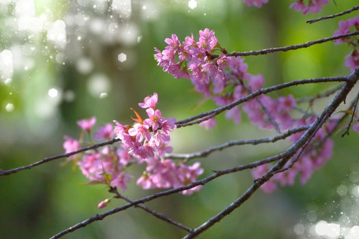 Pink Flower "Wild Himalayan Cherry".