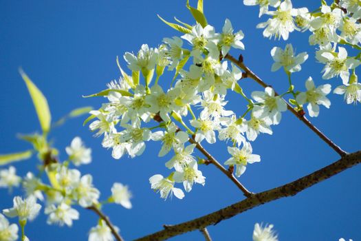 White flower "Wild Himalayan Cherry".