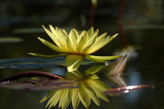 beautiful waterlily or lotus flower