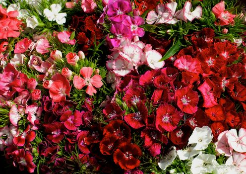 Multi Colored Dianthus Background