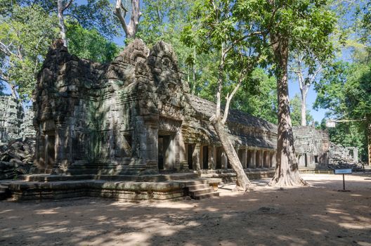 Ta Prohm temple, Famous temple in Siem Reap