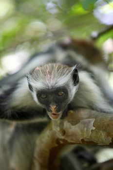 Black-and-white colobus monkey