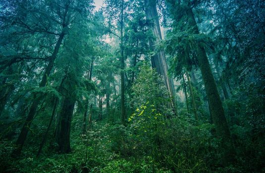 American Northwest Rainforest