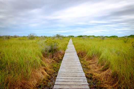 Landscape view of wooden boardwalk in swamp